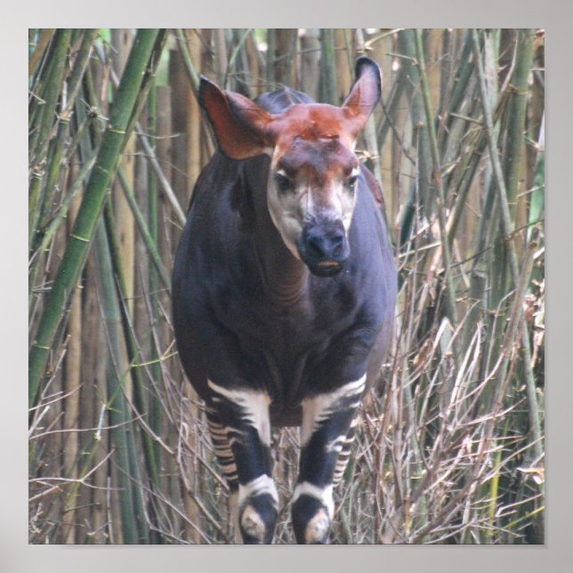 Okapi Poster (Frente)
