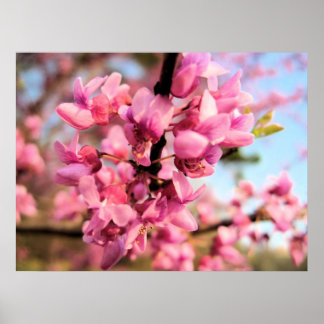 Oklahoma Redbud Impressão