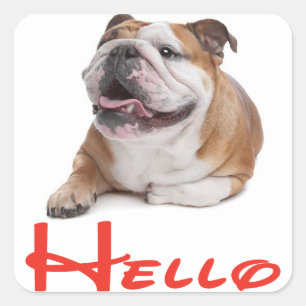 Olá Adesivo / Etiqueta de Cachorrinho Bulldog Ingl