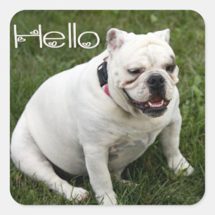 Olá Adesivo / Etiqueta de Cachorrinho Bulldog Ingl