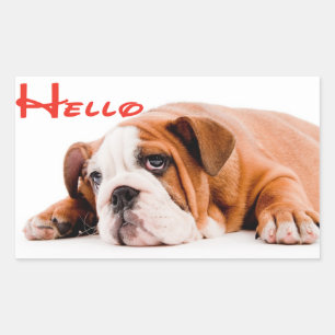 Olá Adesivo / Etiqueta de Cachorrinho Bulldog Ingl