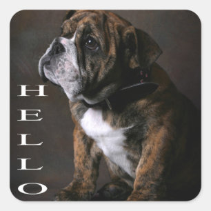Olá Adesivo / Etiqueta de Cachorro Filhote Bulldog