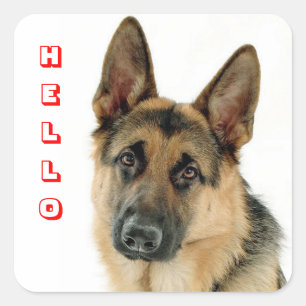 Olá Adesivos de Boas-vindas ao Cachorro Filhote Pa
