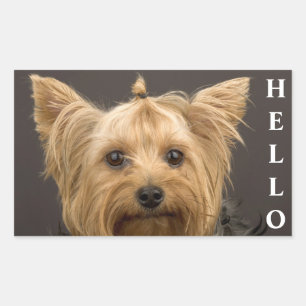Olá adesivos de cachorro Yorkshire Terrier Yorkie