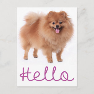 Olá Cachorrinho Pomerânia Cartão Postal em Branco