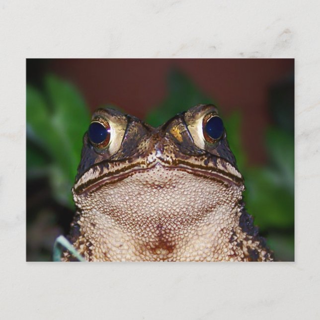 Olá! Cartão Postal (Frente)