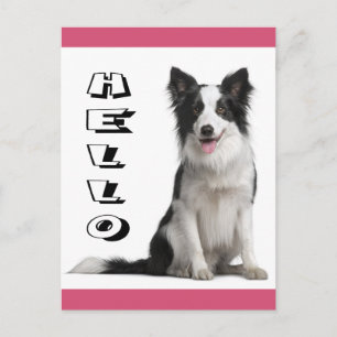 Olá Cartão Postal Cachorrinho Border Collie