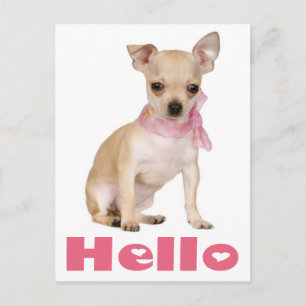 Olá Cartão Postal Cachorrinho Chihuahua