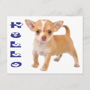 Olá Cartão Postal de Cachorro Filhote Chihuahua