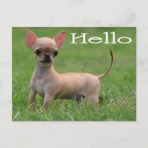 Olá Cartão Postal de Cachorro Filhote Chihuahua