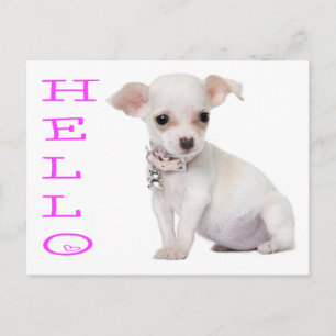 Olá Cartão Postal de Cachorro Filhote Chihuahua