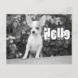 Olá Cartão Postal de Cachorro Filhote Chihuahua