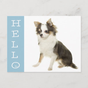 Olá Cartão Postal de Cachorro Filhote Chihuahua