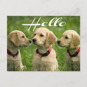 Olá Cartão Postal de Cachorro Filhote Golden Retri