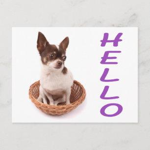 Olá Cartão Postal do Cachorrinho Chihuahua