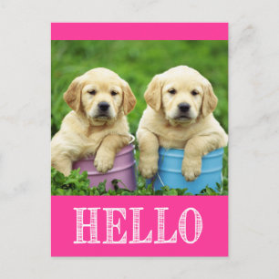 Olá Cartão Postal do Cachorrinho Retriever Labrado
