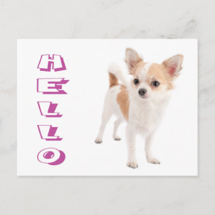 Olá Chihuahua de Cabelo Longo Cartão Postal de Cac