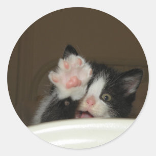 "Olá!" etiquetas do gatinho