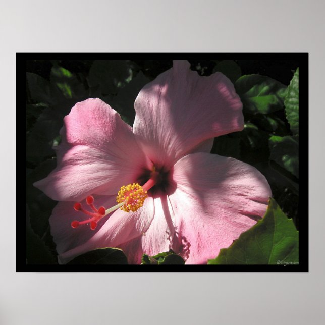 Olá Hibiscus Luscious Shadows Poster Impressão (Frente)