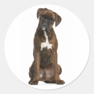 Olá / Oi Adesivo de Boas-vindas Cachorrinho Boxer