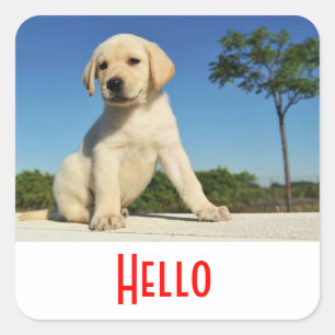 Olá / Oi Adesivos de Cachorro Labrador Retriever F