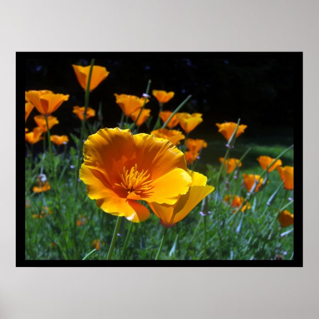 Olá Poppies Grandes Posters e Impressões (Frente)