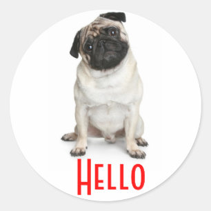 Olá Saudações Adesivos de Cachorro Pug Filhote