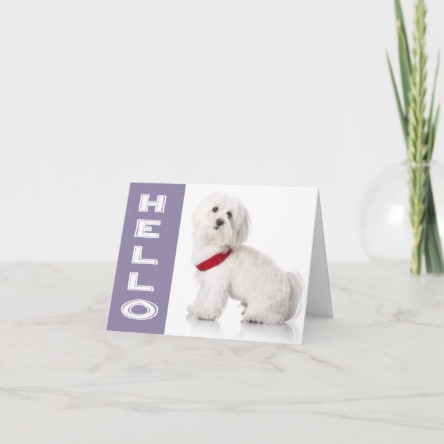 Olá, Vazio de Cães Brancos Maltês com Cartão de No (Frente)