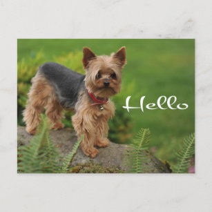 Olá Yorkshire Terrier Puppy Dog Cartão Posto