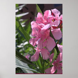 Oleander Art Poster - 24x36 - outros tamanhos disp