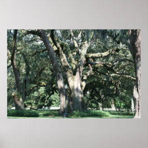 OLHANA OAK TREE POSTER