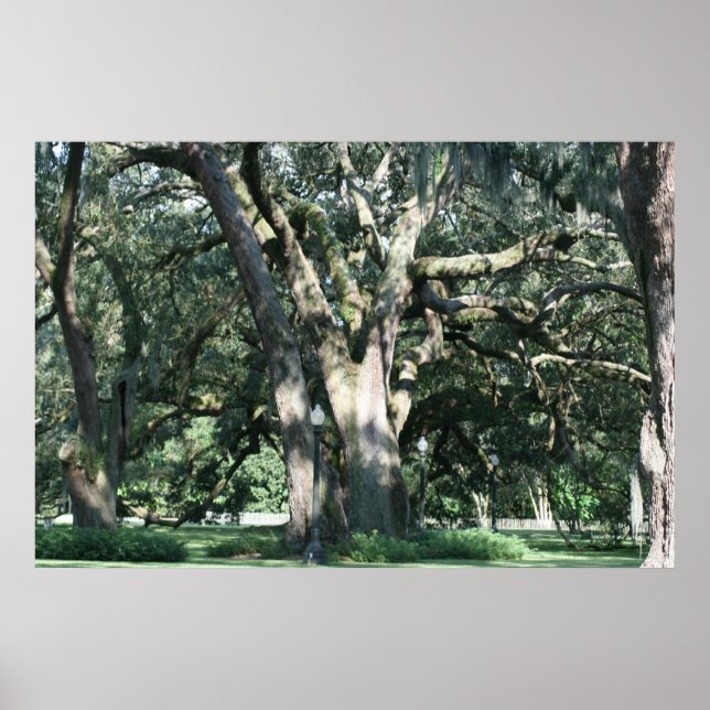 OLHANA OAK TREE POSTER (Frente)