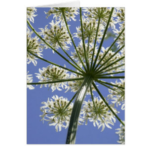 Olhando acima - o cartão floral da fotografia