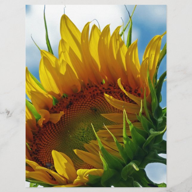 Olhando em direção ao Sol (Frente)