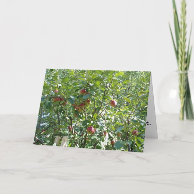"Olhando na Árvore da Maçã" Cartão de Parabéns (Frente)