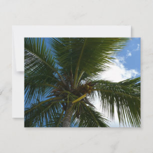 Olhando para a natureza tropical da árvore de palm