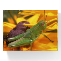 Olhando para Você - Gafanhoto