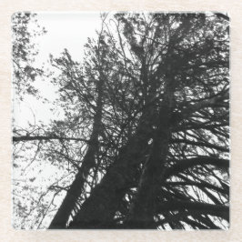 Olhe para cima nas árvores