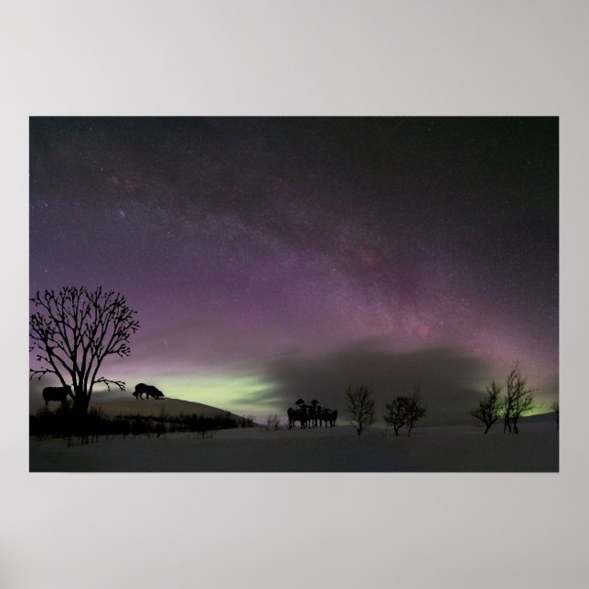 "Olhe Para Trás." Border Collie Poster (Frente)