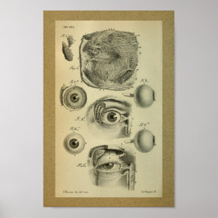 Olho 1850 humano do impressão da anatomia do