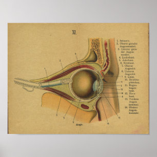Olho alemão do impressão da anatomia do vintage