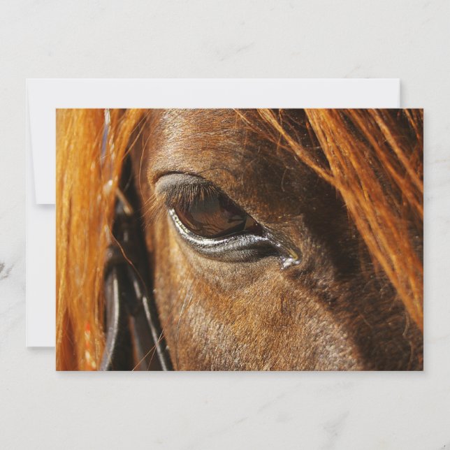 Olho de cavalo (Frente)