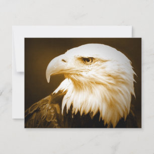 Olho de Eagle calvo do americano