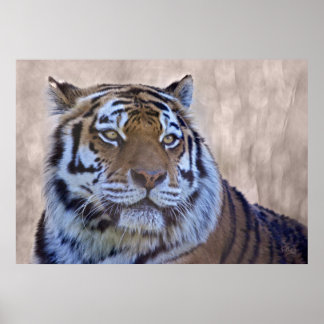 Olho do Impressão Tiger