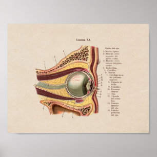 Olho espanhol do impressão da anatomia do vintage