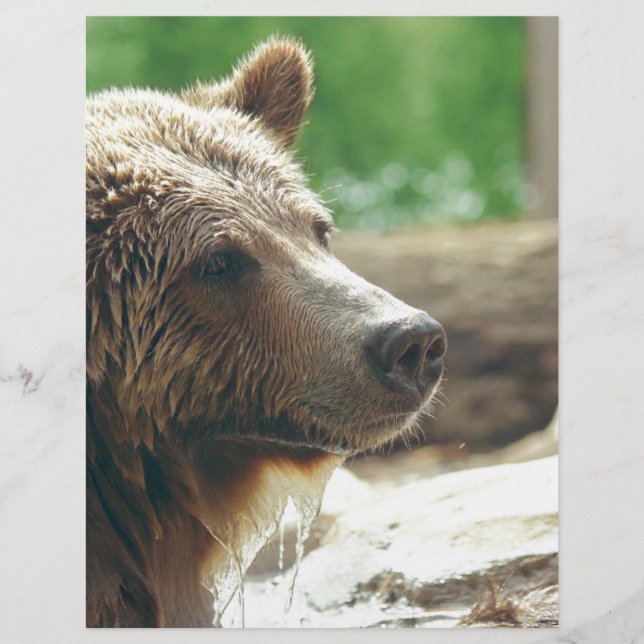 Olhos animais da cara do urso adorável bonito da (Frente)