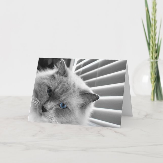 Olhos Azuis, cartão (Frente)