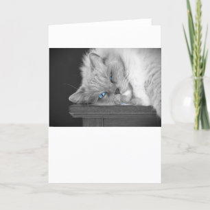 Olhos Azuis, cartão