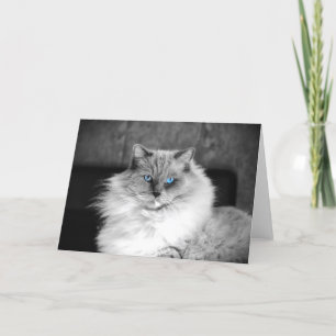 Olhos Azuis, cartão