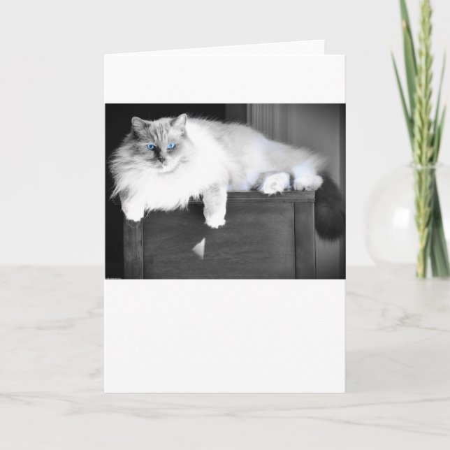 Olhos Azuis, cartão (Frente)